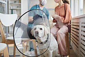 Dog Wearing Protective Collar at Vet Clinic