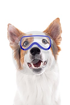 Dog wearing protective goggles, isolated in front of white