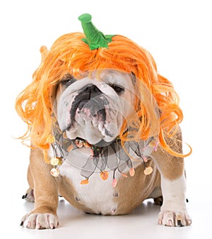 dog wearing pumpkin costume