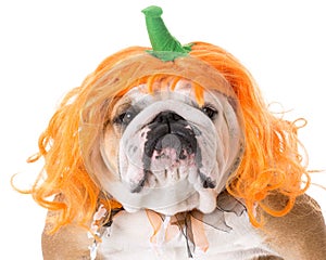 Dog wearing pumpkin costume