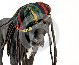 Dog wearing rastafarian hat