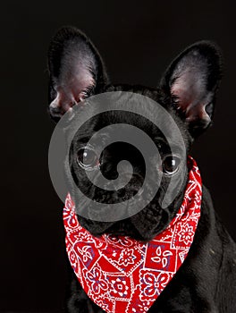 Dog wearing red bandanna