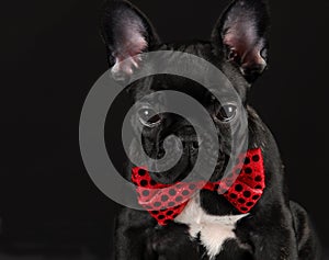 Dog wearing red bowtie photo