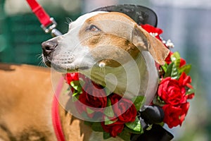 A dog wearing roses on a garland in the sun