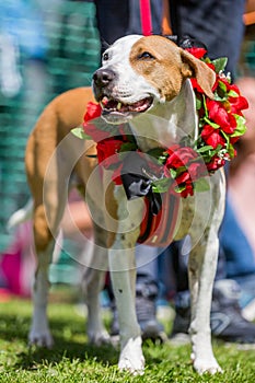 A dog wearing roses on a garland in the sun
