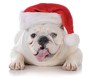 dog wearing santa hat