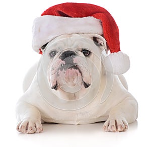 dog wearing santa hat