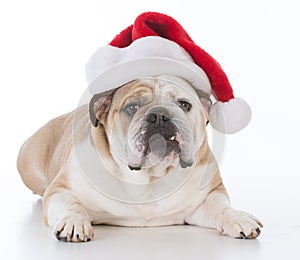 dog wearing santa hat