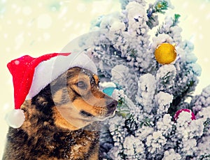 Dog wearing Santa hat outdoor near Christmas tree