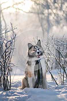 Dog wearing scarf