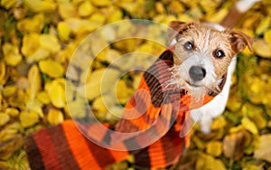 Dog wearing scarf in the autumn leaves, fall or winter flu background