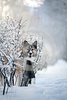 Dog wearing scarf in winter