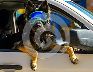 Dog wearing ski goggles