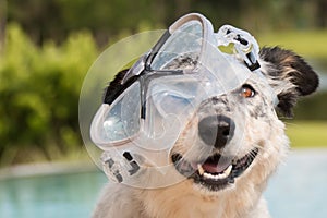 Dog wearing snorkeling mask