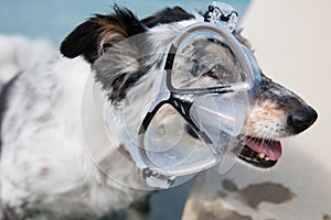 Dog wearing snorkeling mask