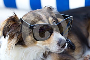 Dog wearing sunglasses