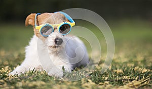 Dog wearing sunglasses, happy hot summer concept, web banner