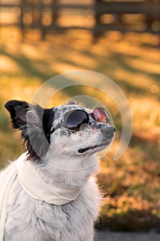 Dog wearing sunglasses and scarf