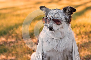 Dog wearing sunglasses and scarf