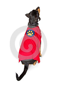 Dog Wearing Super Hero Cape Facing Away