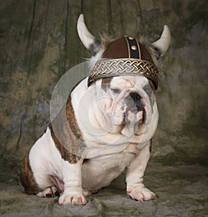 dog wearing viking hat