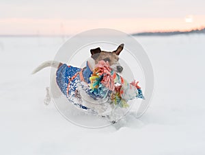 Dog wearing warm clothing playing cheerfully in snow on winter evening