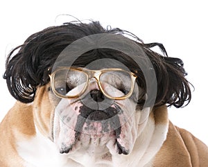 dog wearing wig and glasses