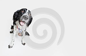 Dog wearing a winning prize copper medal. Dog posing with a medal or award. Isolated on gray backgorund. Winner or champion
