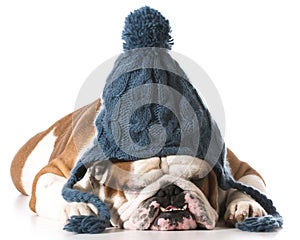 Dog wearing winter hat