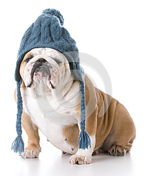 dog wearing a winter hat