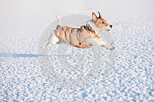Dog wearing winter warm clothing running on snow side view