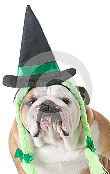 Dog wearing witch costume