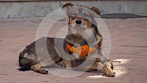 Dog Wearing Yellow Flower Necklace and Red Dot Tika during Kukur Tihar Festival in Nepal