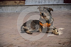 Dog Wearing Yellow Flower Necklace and Red Dot Tika during Kukur Tihar Festival in Nepal