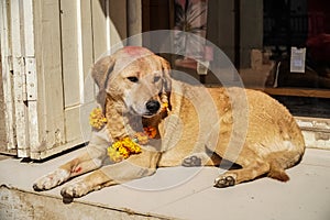 Dog Wearing Yellow Flower Necklace and Red Dot Tika during Kukur Tihar Festival in Nepal