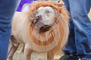 Dog Wears Lion Mane Costume For Atlanta Canine Halloween Contest