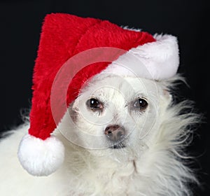 Dog Wears Santa Hat