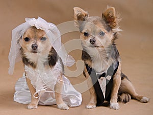 Dog wedding - chihuahua bride and groom
