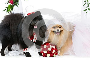 Dog wedding couple under flower arch