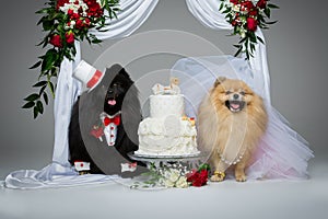 Dog wedding couple under flower arch