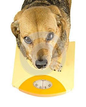 A dog weigh