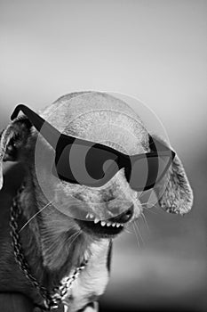 Dog with weird smile and dark glasses