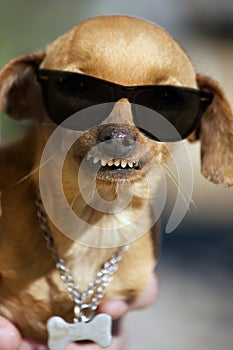 Dog with weird smile and dark glasses