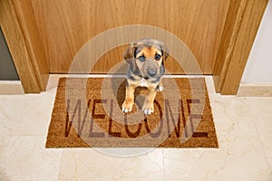 Dog welcome home