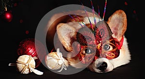 Dog welsh corgi in Masquerade Mask on a black background