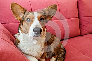 Dog. Welsh Corgi Pembroke. A loving, purebred dog lies on the couch. Pets