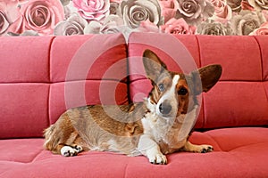 Dog. Welsh Corgi Pembroke. A loving, purebred dog lies on the couch. Pets