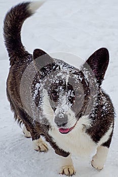 Dog. Welsh corgi Pembroke. A smiling purebred dog in the snow. Animal themes