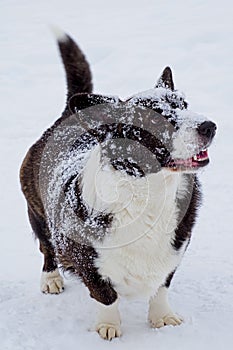 Dog. Welsh corgi Pembroke. A smiling purebred dog in the snow. Animal themes