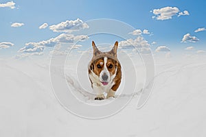 Dog. Welsh corgi Pembroke. A thoroughbred dog runs through the snow. Animal themes